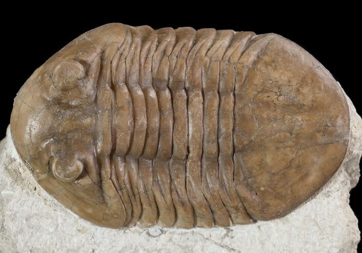 Prone Asaphus Plautini Trilobite - Russia #89066